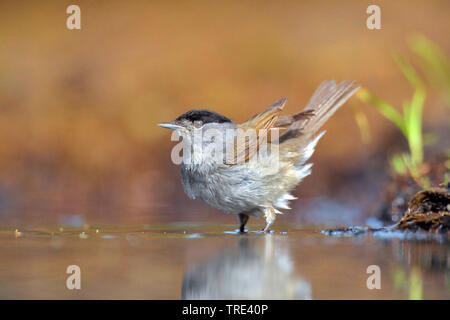 Mönchsgrasmücke (Sylvia atricapilla), männlich steht in seichtem Wasser, Deutschland, Nordrhein-Westfalen Stockfoto