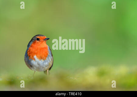 Europäische Robin (Erithacus Rubecula), auf dem Boden, Deutschland, Nordrhein-Westfalen Stockfoto