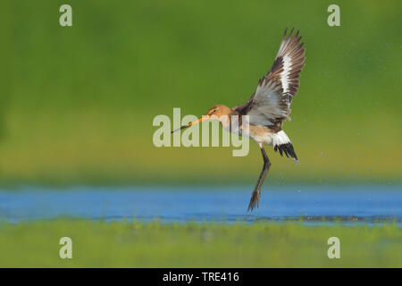 Uferschnepfe (Limosa limosa), hebt ab, Deutschland, Nordrhein-Westfalen Stockfoto