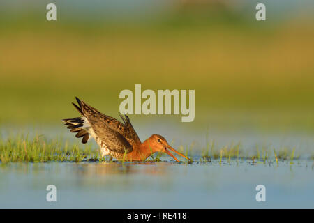 Uferschnepfe (Limosa limosa) in Wasser auf der Suche nach Essen, Deutschland, Nordrhein-Westfalen Stockfoto