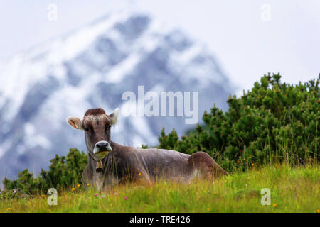 Inländische Rinder (Bos primigenius f. Taurus), Allgäuer Vieh auf der Alm, Alpen im Hintergrund, Deutschland, Bayern Stockfoto