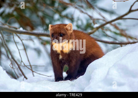 Europäische Baummarder (Martes martes), im Schnee, Deutschland Stockfoto