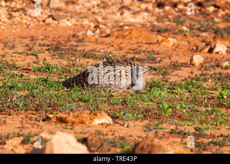 Trappe Kragentrappe (Chlamydotis undulata), Huddling auf dem Boden, Kanarische Inseln, Fuerteventura Stockfoto