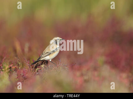 Wüste Steinschmätzer (Oenanthe deserti), auf einem Busch sitzen, Terschelling, Niederlande Stockfoto