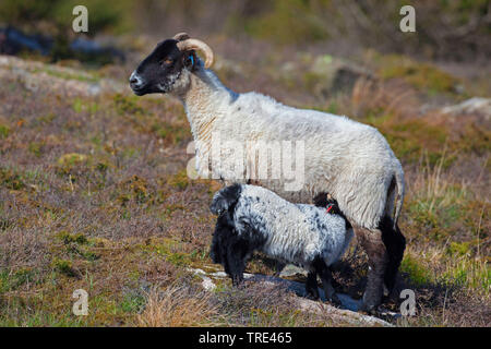 Norfolk Horn, Blackface Norfolk Gehörnten, Norfolk Gehörnten, Alte Norfolk, Norfolk Gehörnten (Ovis ammon f. aries), mit Lamm, Vereinigtes Königreich, England Stockfoto