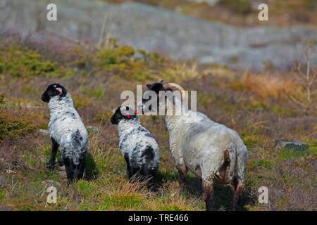 Norfolk Horn, Blackface Norfolk Gehörnten, Norfolk Gehörnten, Alte Norfolk, Norfolk Gehörnten (Ovis ammon f. aries), Lämmer, Vereinigtes Königreich, England Stockfoto