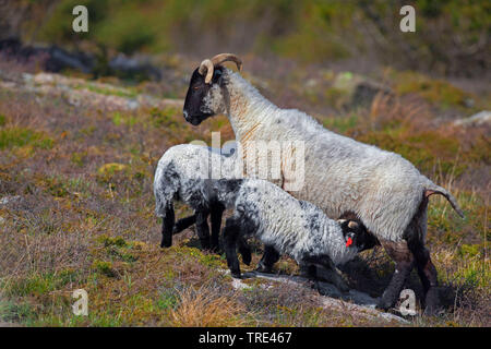 Norfolk Horn, Blackface Norfolk Gehörnten, Norfolk Gehörnten, Alte Norfolk, Norfolk Gehörnten (Ovis ammon f. aries), Lämmer, Vereinigtes Königreich, England Stockfoto