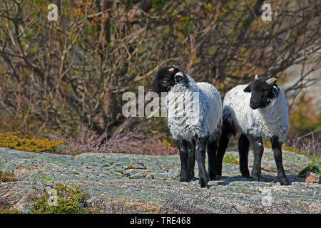 Norfolk Horn, Blackface Norfolk Gehörnten, Norfolk Gehörnten, Alte Norfolk, Norfolk Gehörnten (Ovis ammon f. aries), zwei Lämmer, Vereinigtes Königreich, England Stockfoto