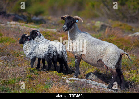 Norfolk Horn, Blackface Norfolk Gehörnten, Norfolk Gehörnten, Alte Norfolk, Norfolk Gehörnten (Ovis ammon f. aries), Lämmer, Vereinigtes Königreich, England Stockfoto