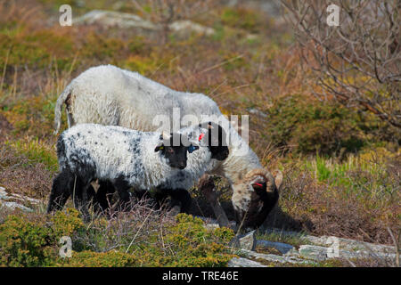 Norfolk Horn, Blackface Norfolk Gehörnten, Norfolk Gehörnten, Alte Norfolk, Norfolk Gehörnten (Ovis ammon f. aries), Lämmer, Vereinigtes Königreich, England Stockfoto