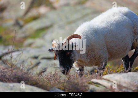 Norfolk Horn, Blackface Norfolk Gehörnten, Norfolk Gehörnten, Alte Norfolk, Norfolk Gehörnten (Ovis ammon f. Widder), Beweidung, Vereinigtes Königreich, England Stockfoto