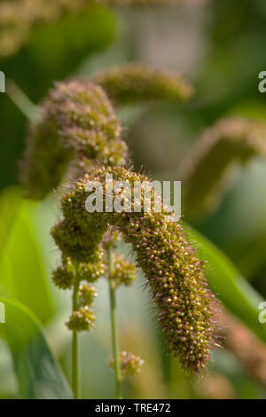 Bristlegrass, Ebenen Bristle Gras, Ebenen Bristlegrass, Bachbett Bristle Gras, Bachbett Bristlegrass Bristlegrass, Gelb, Gelb Foxtail, Italienisch foxtail (Setaria Italica, Panicum italicum), Spikes, Deutschland Stockfoto