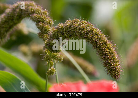 Bristlegrass, Ebenen Bristle Gras, Ebenen Bristlegrass, Bachbett Bristle Gras, Bachbett Bristlegrass Bristlegrass, Gelb, Gelb Foxtail, Italienisch foxtail (Setaria Italica, Panicum italicum), Spikes, Deutschland Stockfoto