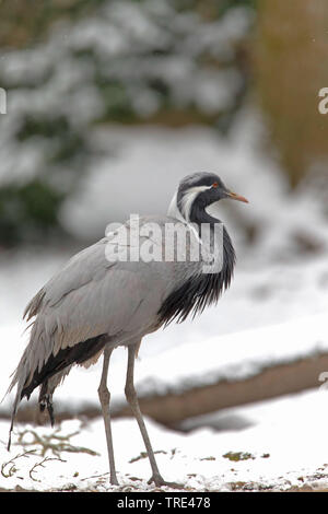 Demoiselle Crane (Anthropoides virgo), stehend im Schnee Stockfoto