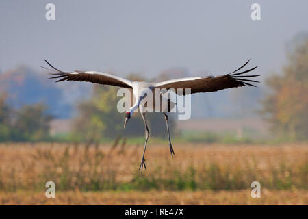 Kranich, eurasische Kranich (Grus Grus), Landung, Deutschland, Mecklenburg-Vorpommern Stockfoto