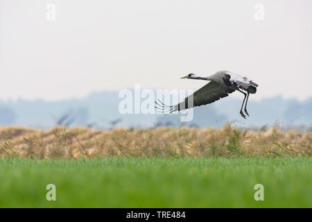 Kranich, Eurasische Kranich (Grus Grus), im Flug, Deutschland, Mecklenburg-Vorpommern Stockfoto