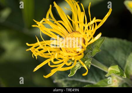 Elecampane Blume (Inula helenium), Blütenstand, Deutschland Stockfoto