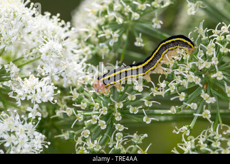 Besen Motte (Melanchra pisi, Ceramica pisi), Caterpillar Fütterung auf Angelica, Island Stockfoto