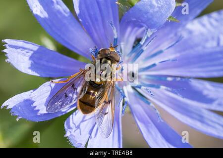 Sap-run Hoverfly (Ferdinandea cuprea), male auf einem chicoree, Deutschland Stockfoto