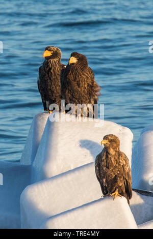 Stellers Seeadler (Haliaeetus pelagicus), drei stellers Seeadler sitzend auf eisigen Küste, Japan, Hokkaido, Shiretoke Nationalpark Stockfoto