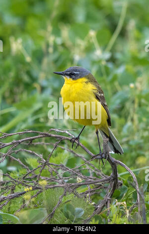 Schafstelze (Motacilla flava), männlich auf getrocknete Zweig, Österreich Stockfoto