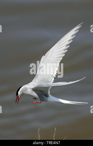 Flussseeschwalbe (Sterna hirundo), Fliegen über Wasser, Deutschland, Baden-Württemberg Stockfoto