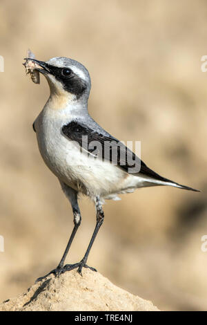 Northern Steinschmätzer (Oenanthe oenanthe), Männchen mit Beute in die Rechnung, Deutschland Stockfoto