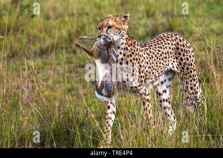 Gepard (Acinonyx jubatus), mit Beute in der Savanne, Kenia, Masai Mara National Park Stockfoto
