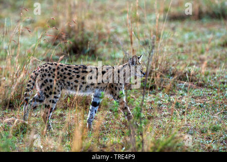 Serval (Leptailurus Serval, Felis serval), Wandern durch die Savanne, Kenia, Masai Mara National Park Stockfoto