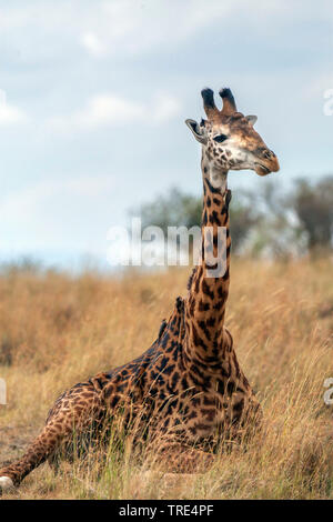 Masai Giraffe (Giraffa Camelopardalis tippelskirchi), liegen in der Savanne, Seitenansicht, Kenia, Masai Mara National Park Stockfoto