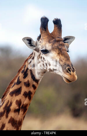 Masai Giraffe (Giraffa Camelopardalis tippelskirchi), Porträt, Seitenansicht, Kenia, Masai Mara National Park Stockfoto