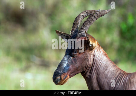 Topi, tsessebi, korrigum, wasserbüffeln (Damaliscus lunatus), Porträt, Seitenansicht, Kenia, Masai Mara National Park Stockfoto