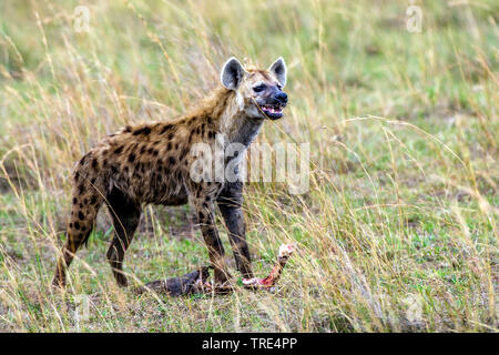 Tüpfelhyäne (Crocuta crocuta), an einem Kadaver, Seitenansicht, Kenia Essen, Masai Mara National Park Stockfoto