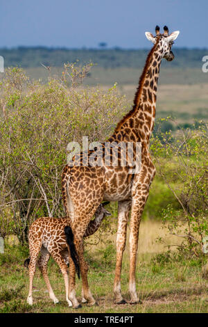 Masai Giraffe (Giraffa Camelopardalis tippelskirchi), Giraffe baby Säuglinge von der Mutter, Kenia, Masai Mara National Park Stockfoto