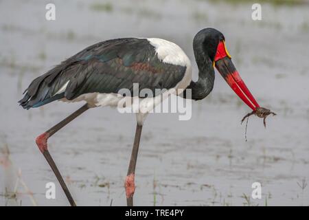 Sattel-rechnung Stork (Ephippiorhynchus senegalensis), Stalking mit einem Frosch in der Rechnung durch seichtes Wasser, Seitenansicht, Kenia, Masai Mara National Park Stockfoto