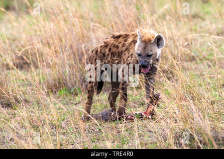 Tüpfelhyäne (Crocuta crocuta), an einem Kadaver, Kenia Essen, Masai Mara National Park Stockfoto