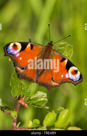 Tagpfauenauge, Europäische Peacock (Inachis io Nymphalis io Nymphalis io), Ansicht von oben, Deutschland Stockfoto