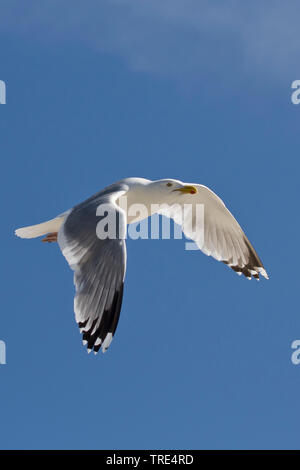 Silbermöwe (Larus argentatus), im Flug, Deutschland, Schleswig-Holstein, Helgoland Stockfoto