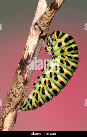 Swallowtail (Pieris brassicae), girdled Puppe, Deutschland Stockfoto