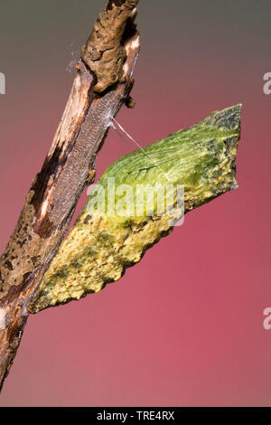 Swallowtail (Pieris brassicae), girdled Puppe, Deutschland Stockfoto