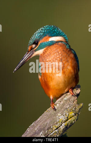 Fluss-Eisvogel (Alcedo Atthis), sitzt auf einem Ast, Deutschland Stockfoto