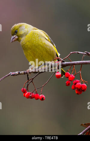 Western grünfink (Carduelis chloris chloris chloris,), sitzend auf einem Zweig mit roten Beeren, Deutschland Stockfoto