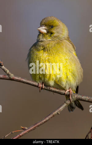 Western grünfink (Carduelis chloris chloris chloris,), sitzt auf einem Ast, Deutschland Stockfoto