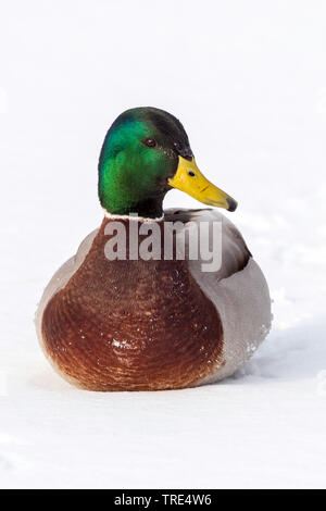 Stockente (Anas Platyrhynchos), männliche im Schnee, Deutschland Stockfoto