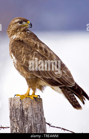 Eurasischen Mäusebussard (Buteo buteo), sitzen auf einer Post, Deutschland Stockfoto