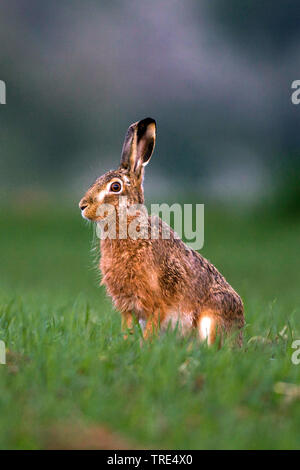 Europäische hase, feldhase (Lepus europaeus), auf einer Wiese, Deutschland Stockfoto