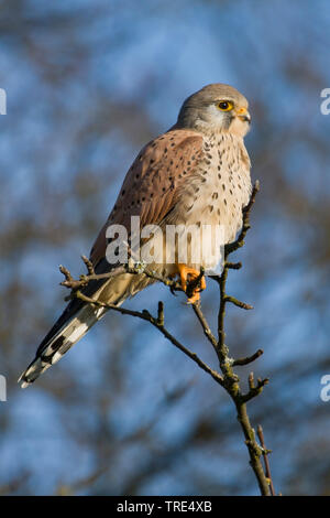 Europäische Kestrel, Eurasischen Kestrel, Alte Welt Kestrel, Turmfalke (Falco tinnunculus), männlich, Deutschland Stockfoto