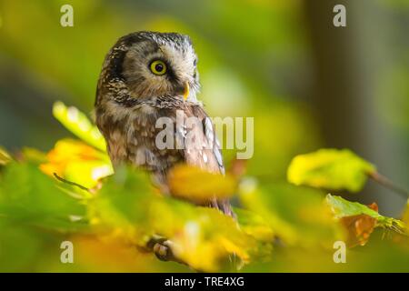 Boreal Eule, Tengmalm's Owl, Richardson's Owl (Aegolius funereus), sitzt auf einem Ast, Tschechische Republik Stockfoto