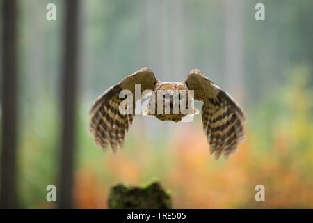 Eurasischen Waldkauz (Strix aluco), im Flug in einem Wald, Tschechische Republik Stockfoto