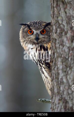 Northern Uhu (Bubo bubo), Peering hinter einem Baum, Vorderansicht, Tschechische Republik Stockfoto